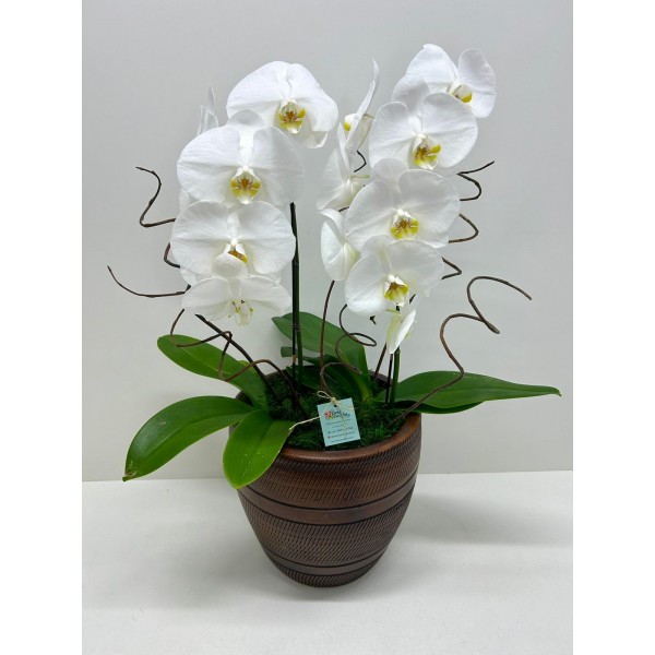 Orquidea Phalaenopsis Plantada